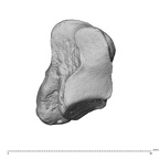 NH CAM1 230 Gorilla gorilla gorilla trapezium left disto-ulnar