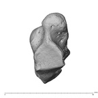NH CAM1 230 Gorilla gorilla gorilla trapezium left proximal