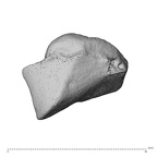 NH CAM1 230 Gorilla gorilla gorilla trapezoid left distal