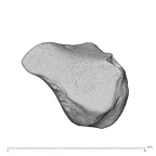 NH CAM1 230 Gorilla gorilla gorilla trapezoid left ulnar