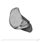NH CAM1 230 Gorilla gorilla gorilla triquetrum left distal