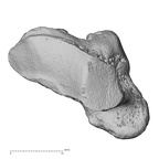 NH FC 130 Gorilla gorilla gorilla trapezium left proximal
