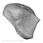 NH FC 130 Gorilla gorilla gorilla trapezoid left proximal