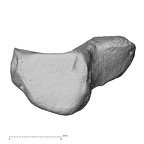 NH FC 130 Gorilla gorilla gorilla triquetrum left proximal