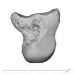 NH MER30 29 Gorilla gorilla gorilla capita leftte ulnar