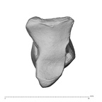 NH MER30 29 Gorilla gorilla gorilla capitate left distal