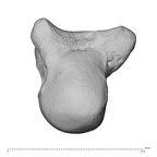 NH MER30 29 Gorilla gorilla gorilla capitate left proximoradial