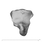 NH MER30 29 Gorilla gorilla gorilla hamate left distal