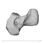 NH MER30 29 Gorilla gorilla gorilla hamate left radial