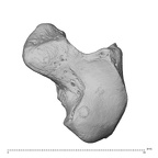 NH MER30 29 Gorilla gorilla gorilla hamate left ulnar