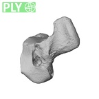 NH MER30 29 Gorilla gorilla gorilla hamate left ply