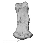 NH MER30 29 Gorilla gorilla gorilla hand phalanx fifth middle right palmar