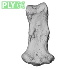 NH MER30 29 Gorilla gorilla gorilla hand phalanx fifth middle right ply