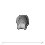 NH MER30 29 Gorilla gorilla gorilla hand phalanx fifth proximal right distal