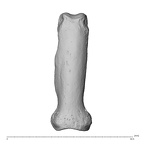 NH MER30 29 Gorilla gorilla gorilla hand phalanx fifth proximal right dorsal