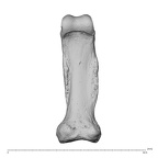 NH MER30 29 Gorilla gorilla gorilla hand phalanx fifth proximal right palmar