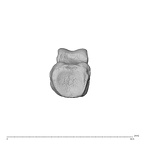 NH MER30 29 Gorilla gorilla gorilla hand phalanx fifth proximal right proximal