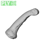 NH MER30 29 Gorilla gorilla gorilla hand phalanx fifth proximal right ply