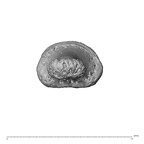 NH MER30 29 Gorilla gorilla gorilla hand phalanx first distal right distal