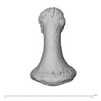 NH MER30 29 Gorilla gorilla gorilla hand phalanx first distal right dorsal