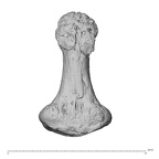 NH MER30 29 Gorilla gorilla gorilla hand phalanx first distal right palmar