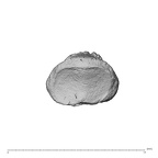 NH MER30 29 Gorilla gorilla gorilla hand phalanx first distal right proximal