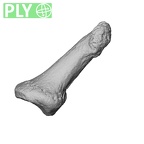NH MER30 29 Gorilla gorilla gorilla hand phalanx first distal right ply