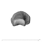 NH MER30 29 Gorilla gorilla gorilla hand phalanx first proximal right distal