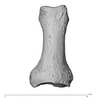NH MER30 29 Gorilla gorilla gorilla hand phalanx first proximal right dorsal