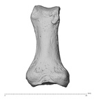NH MER30 29 Gorilla gorilla gorilla hand phalanx first proximal right palmar