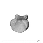 NH MER30 29 Gorilla gorilla gorilla hand phalanx first proximal right proximal
