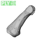 NH MER30 29 Gorilla gorilla gorilla hand phalanx first proximal right ply