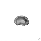 NH MER30 29 Gorilla gorilla gorilla hand phalanx fourth middle right distal