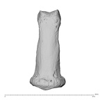 NH MER30 29 Gorilla gorilla gorilla hand phalanx fourth middle right dorsal