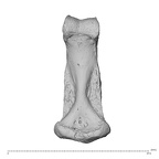 NH MER30 29 Gorilla gorilla gorilla hand phalanx fourth middle right palmar
