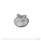NH MER30 29 Gorilla gorilla gorilla hand phalanx fourth middle right proximal