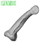 NH MER30 29 Gorilla gorilla gorilla hand phalanx fourth middle right ply
