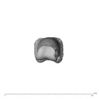 NH MER30 29 Gorilla gorilla gorilla hand phalanx fourth proximal right distal