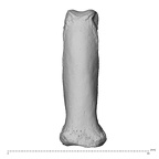 NH MER30 29 Gorilla gorilla gorilla hand phalanx fourth proximal right dorsal