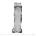 NH MER30 29 Gorilla gorilla gorilla hand phalanx fourth proximal right palmar