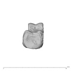 NH MER30 29 Gorilla gorilla gorilla hand phalanx fourth proximal right proximal