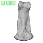 NH MER30 29 Gorilla gorilla gorilla hand phalanx second middle right ply