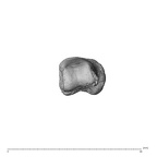 NH MER30 29 Gorilla gorilla gorilla hand phalanx second proximal right distal