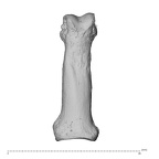 NH MER30 29 Gorilla gorilla gorilla hand phalanx second proximal right dorsal