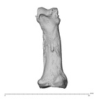 NH MER30 29 Gorilla gorilla gorilla hand phalanx second proximal right palmar