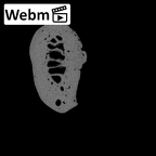 NH MER30 29 Gorilla gorilla gorilla hand phalanx second proximal right ct stack movie