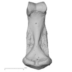 NH MER30 29 Gorilla gorilla gorilla hand phalanx third middle right palmar