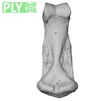 NH MER30 29 Gorilla gorilla gorilla hand phalanx third middle right ply