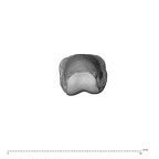 NH MER30 29 Gorilla gorilla gorilla hand phalanx third proximal right distal