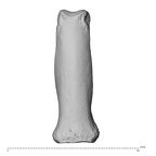 NH MER30 29 Gorilla gorilla gorilla hand phalanx third proximal right dorsal